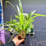 Dennerle Chlorophytum ‘Irish’