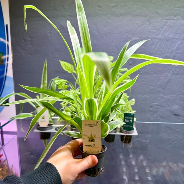 Dennerle Chlorophytum ‘Irish’