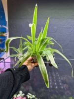Dennerle Chlorophytum ‘Irish’ - Image 2