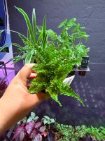 Dennerle Nephrolepis exaltata ‘Cotton Candy’ - Image 3