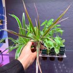 Dennerle Dracaena ‘Magenta Top’