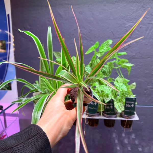 Dennerle Dracaena ‘Magenta Top’