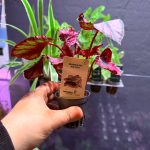 Dennerle Begonia rex ‘Red Kiss’