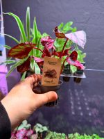 Dennerle Begonia rex ‘Red Kiss’