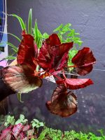Dennerle Begonia rex ‘Red Kiss’ - Image 2