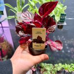 Dennerle Iresine ‘Bloodleaf’