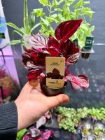 Dennerle Iresine ‘Bloodleaf’