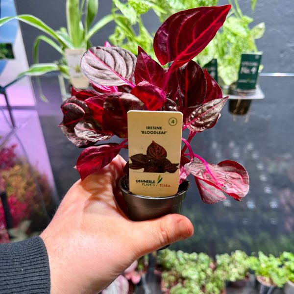 Dennerle Iresine ‘Bloodleaf’