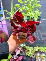 Dennerle Iresine ‘Bloodleaf’ - Image 2