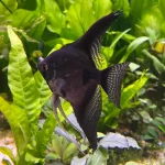 Black Angel Fish