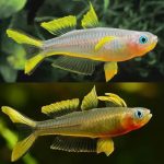 Forktail Rainbow