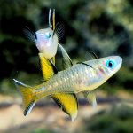 Pacific Blue eye Rainbow