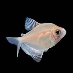 Albino Widow Tetra