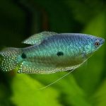 Three Spot Gourami