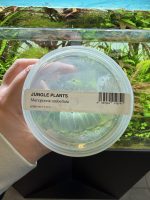 ADA Marcgravia umbellata