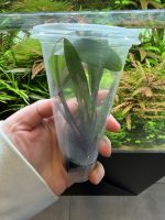 Echinodorus 'Rubin Narrow Leaf' - Image 2