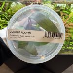 Echinodorus 'Rubin Narrow Leaf'