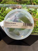 Echinodorus 'Rubin Narrow Leaf'