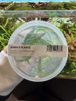 ADA Microsorum pteropus 'Trident Narrow leaf'