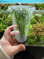 ADA Microsorum pteropus 'Trident Narrow leaf' - Image 2