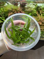 ADA Microsorum pteropus 'Trident Narrow leaf' - Image 3