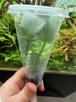 Echinodorus 'Rose' - Image 2