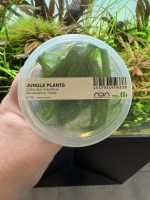ADA Microsorum pteropus 'Trident'