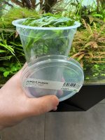 ADA Microsorum pteropus 'Trident' - Image 4