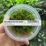 ADA Callicostella prabaktiana