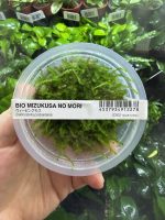 ADA Callicostella prabaktiana
