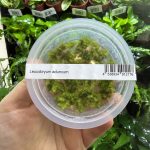 ADA Leucobryum aduncum