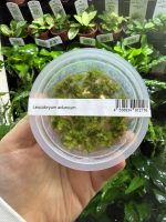 ADA Leucobryum aduncum