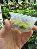 ADA Leucobryum aduncum - Image 2