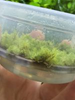 ADA Leucobryum aduncum - Image 3