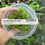 ADA Rotala sp bangladesh