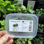 Tropica Aegagrophila Linnaei 5pc moss balls