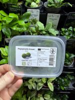 Tropica Aegagrophila Linnaei 5pc moss balls