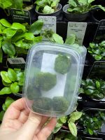 Tropica Aegagrophila Linnaei 5pc moss balls - Image 2