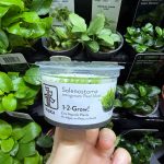 Tropica Solenostoma tetragonum ‘pearl moss’