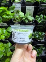 Tropica Solenostoma tetragonum ‘pearl moss’
