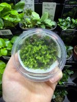 Tropica Solenostoma tetragonum ‘pearl moss’ - Image 2