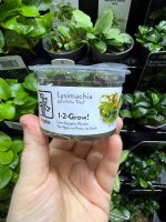 Tropica Lysimachia parvifolra ‘Red’