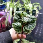 Begonia Don Miller (Large)