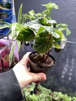 Begonia Don Miller (Large) - Image 2