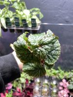 Begonia Don Miller (Large) - Image 3