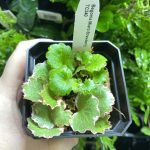 Horizon Labs Begonia Micro Strawberry