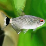 Red Eye Tetra