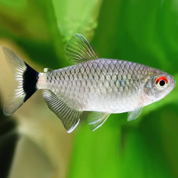 red eye tetra