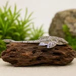 Whiptail Catfish (Dasyloricaria filamentosa)