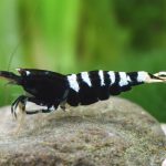 Black Galaxy Zebra Pinto